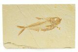 Detailed Fossil Fish (Diplomystus) - Wyoming #345364-1